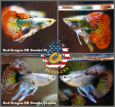 Aquarium Guppy Fish High Quality - Red Dragon Ribbon BDS - Betta USA Aquatic